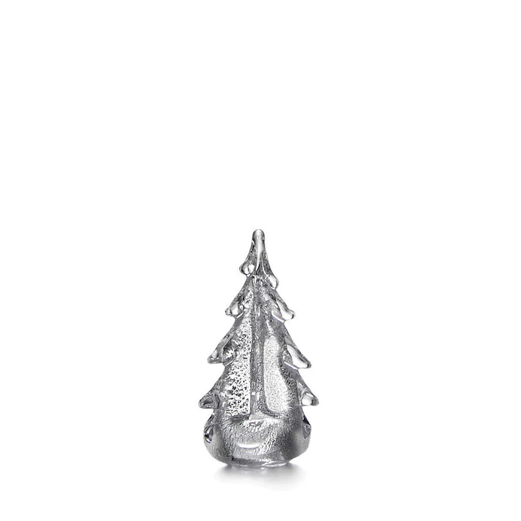 Silver Leaf Evergreen