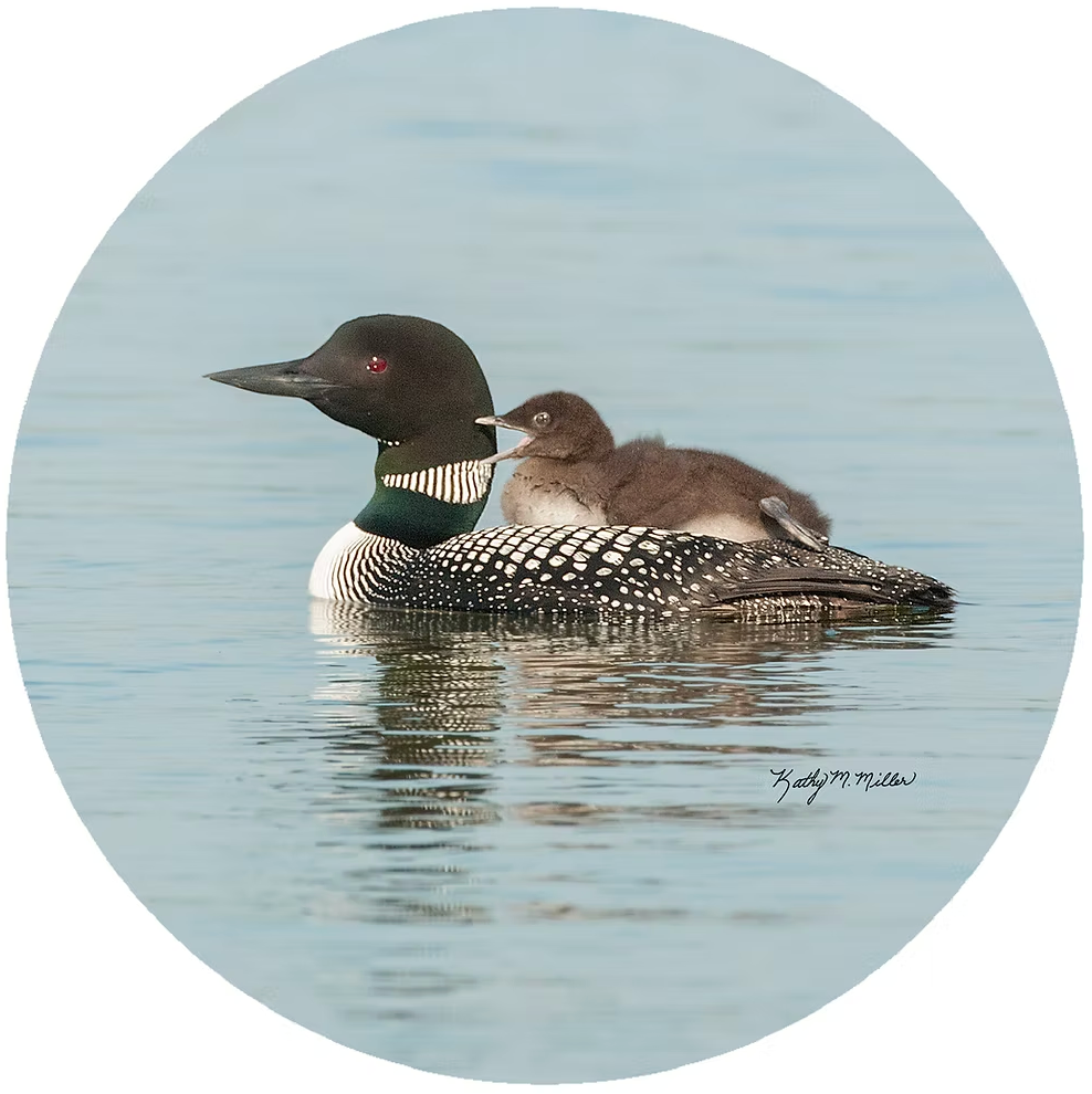 Jar Opener : Loon & Baby