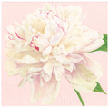 Luncheon Napkins : Duchess Peonies Blush
